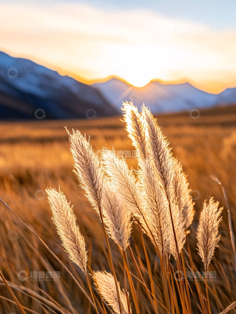 高清大图下载【趣麦麦图】夕阳下的芦苇丛