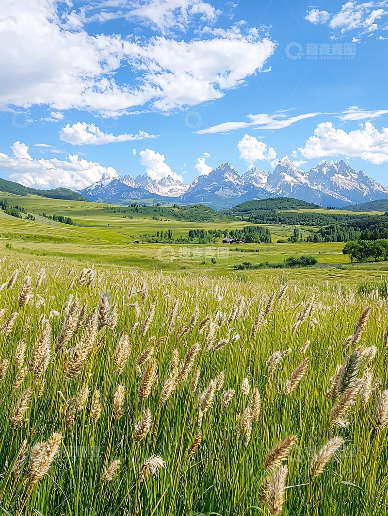 高清大图下载【趣麦麦图】雪山下的麦田风景