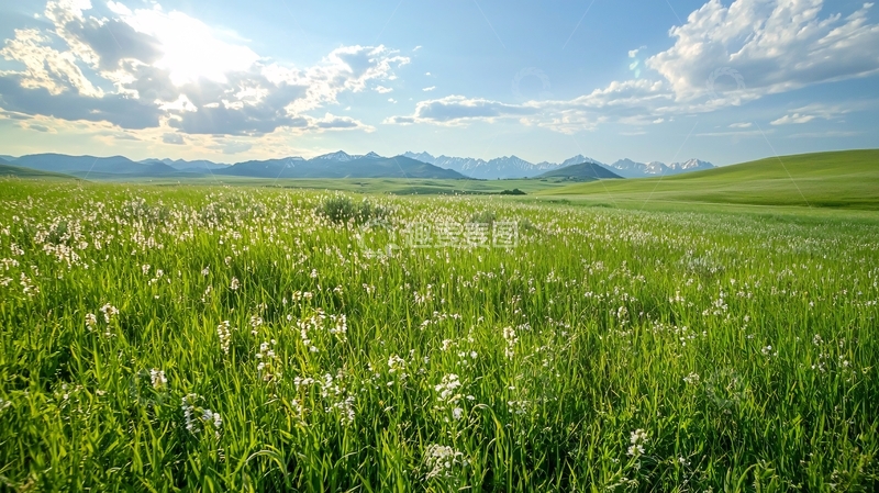 高清大图下载【趣麦麦图】草原上的野花与雪山
