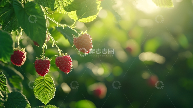 高清大图下载【趣麦麦图】阳光下的红莓果实