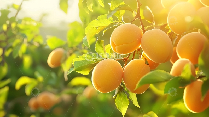 高清大图下载【趣麦麦图】阳光下的杏子挂满枝头