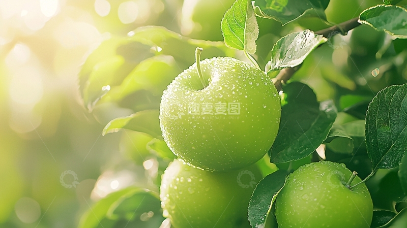 高清大图下载【趣麦麦图】阳光下的绿苹果
