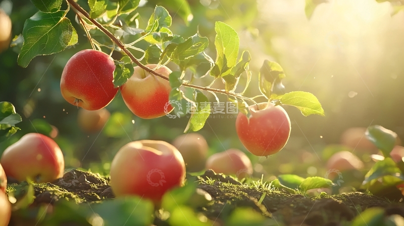 高清大图下载【趣麦麦图】阳光下的苹果园