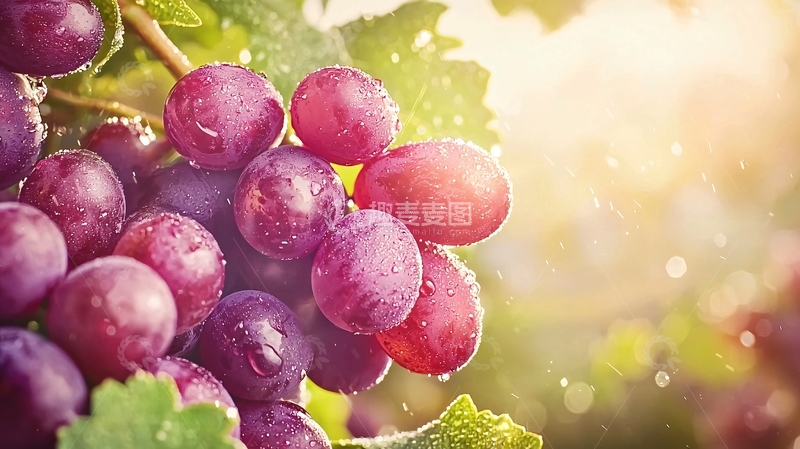 高清大图下载【趣麦麦图】阳光下的葡萄串