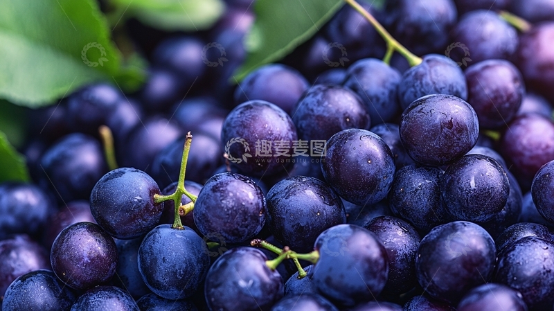 高清大图下载【趣麦麦图】深紫色葡萄与绿叶