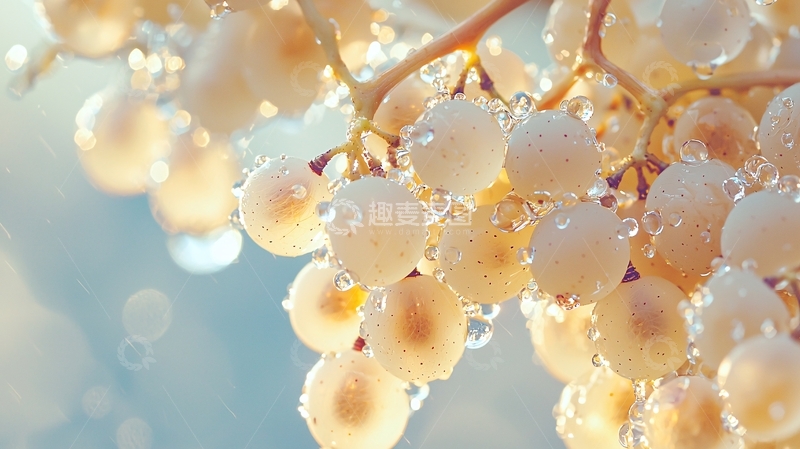 高清大图下载【趣麦麦图】晶莹葡萄水珠自然光效