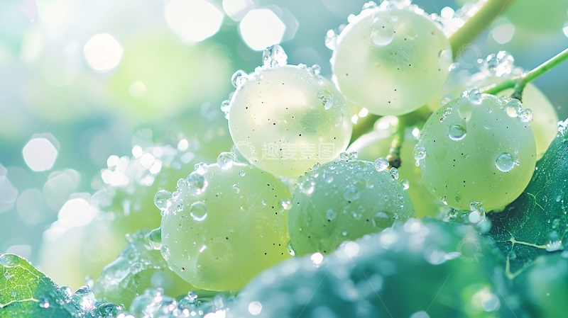 高清大图下载【趣麦麦图】清新葡萄水珠自然背景