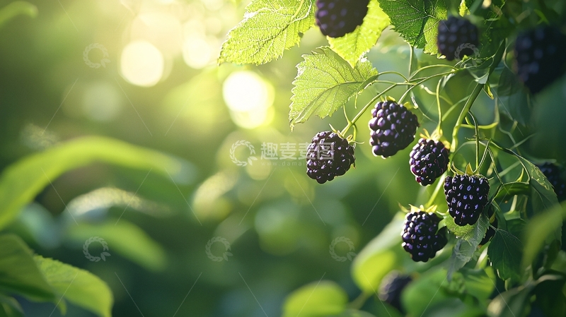 高清大图下载【趣麦麦图】阳光下的黑莓果实