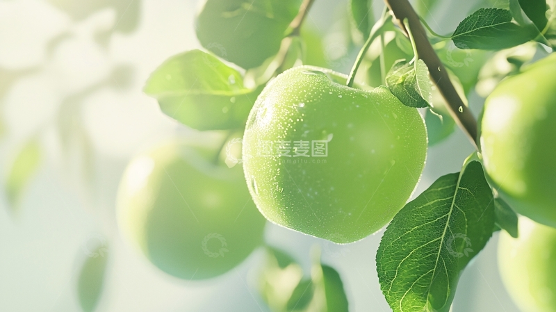 高清大图下载【趣麦麦图】阳光下的绿色苹果树