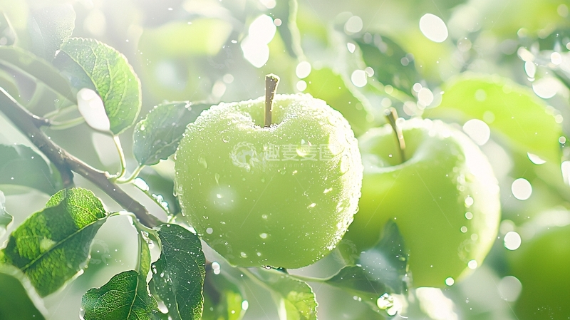 高清大图下载【趣麦麦图】阳光下的绿苹果