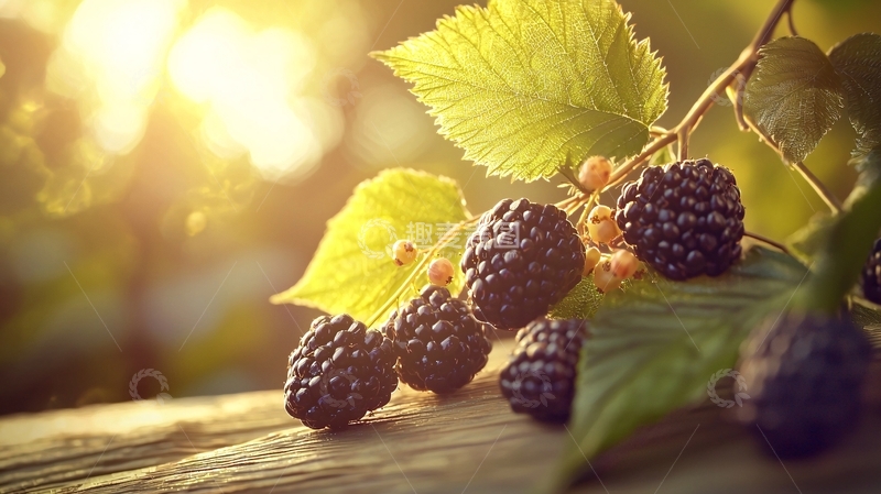 高清大图下载【趣麦麦图】阳光下的黑莓果实