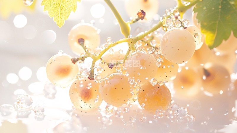 高清大图下载【趣麦麦图】阳光下的葡萄与水珠