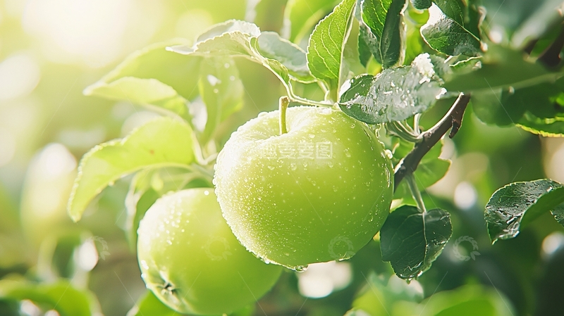 高清大图下载【趣麦麦图】阳光下的绿苹果树