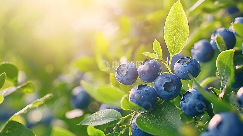 高清大图下载【趣麦麦图】阳光下的蓝莓果实