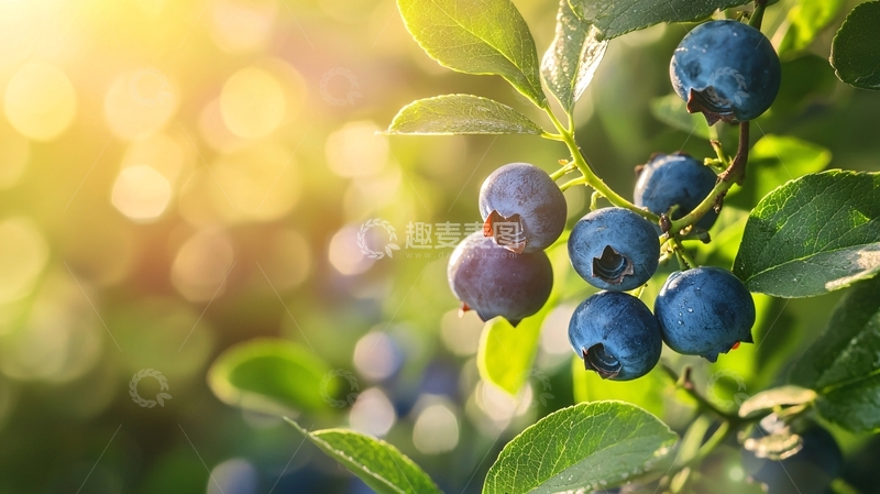 高清大图下载【趣麦麦图】阳光下的蓝莓果实