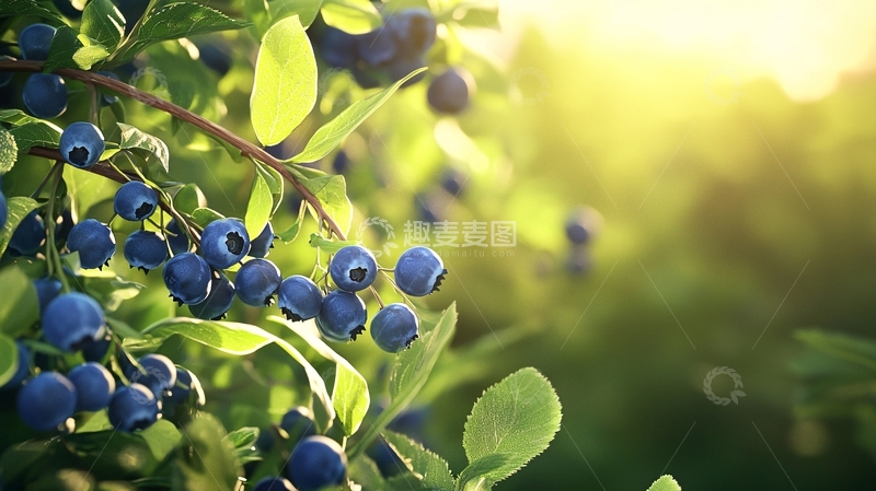 高清大图下载【趣麦麦图】阳光下的蓝莓果实