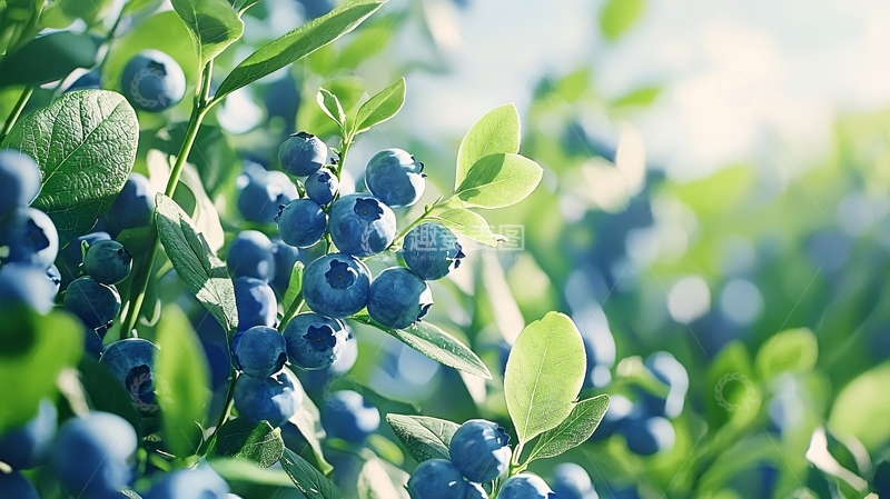 高清大图下载【趣麦麦图】蓝莓树上的果实