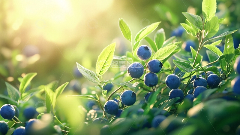 高清大图下载【趣麦麦图】阳光下的蓝莓果实