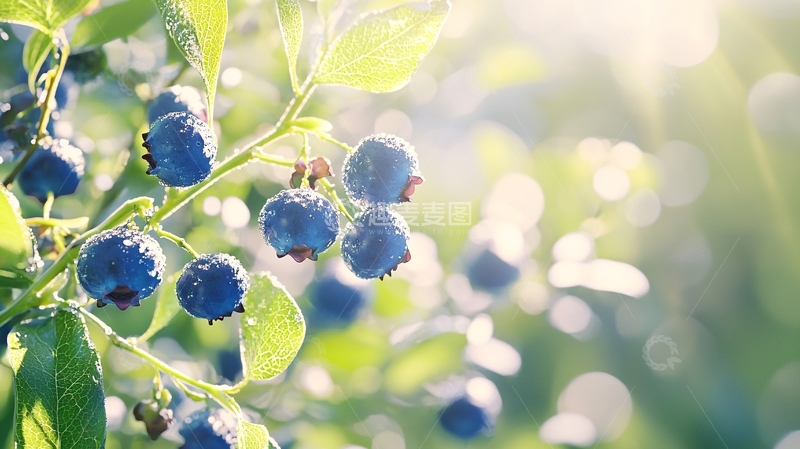 高清大图下载【趣麦麦图】阳光下的蓝莓果实