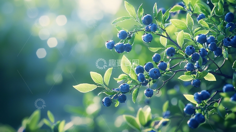 高清大图下载【趣麦麦图】夏日阳光下的蓝莓果实