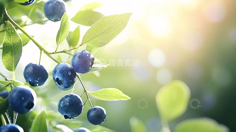 高清大图下载【趣麦麦图】阳光下的蓝莓果实