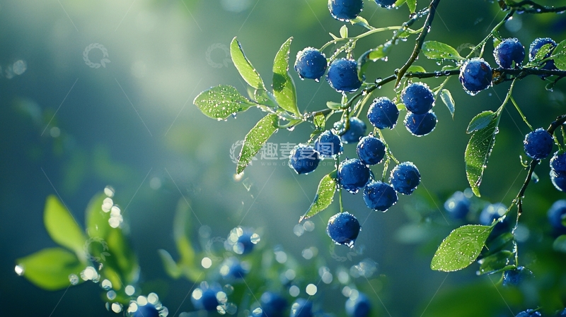 高清大图下载【趣麦麦图】雨后蓝莓挂满枝头