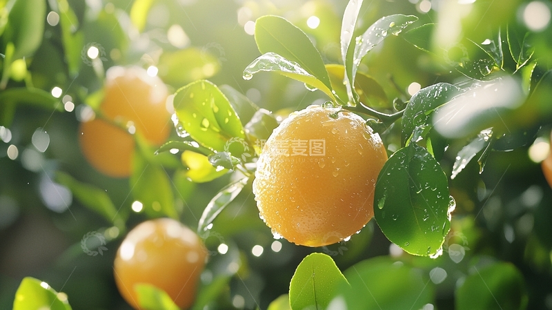 高清大图下载【趣麦麦图】阳光下的橘子树