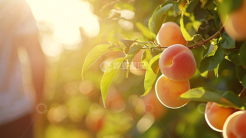 高清大图下载【趣麦麦图】阳光下的桃子树枝