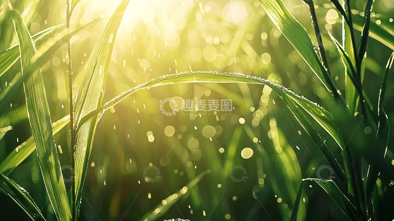 高清大图下载【趣麦麦图】晨光中的露珠绿草