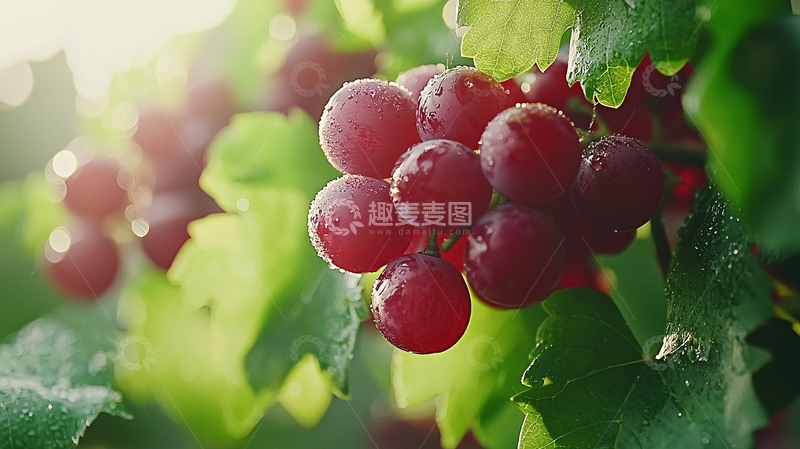 高清大图下载【趣麦麦图】阳光下的葡萄串