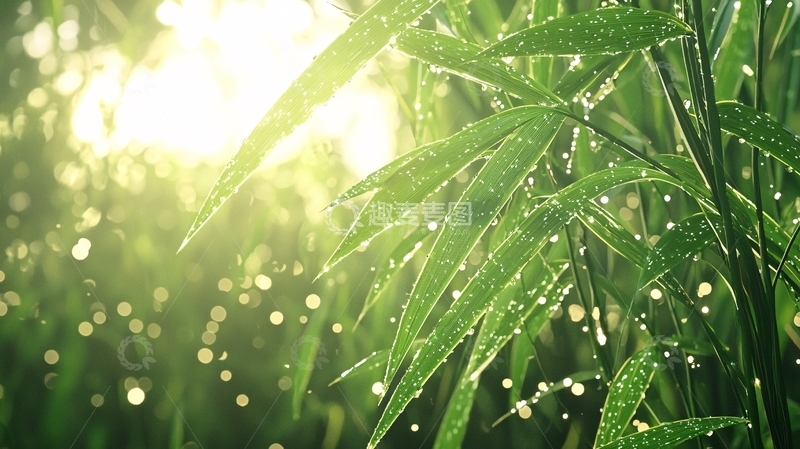 高清大图下载【趣麦麦图】晨露中的绿色植物