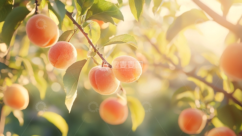 高清大图下载【趣麦麦图】阳光下的桃子树