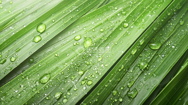 高清大图下载【趣麦麦图】雨后翠绿叶片上的水珠