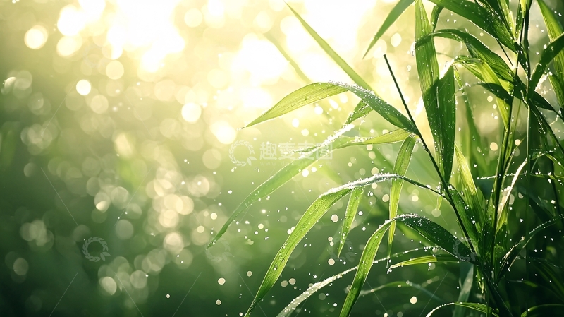 高清大图下载【趣麦麦图】晨露中的绿叶自然风光