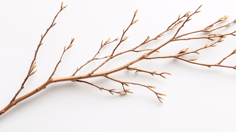 初春树枝芽苞自然素材