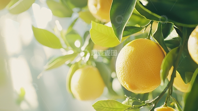 高清大图下载【趣麦麦图】阳光下的柑橘树