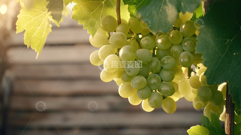 高清大图下载【趣麦麦图】阳光下的葡萄串