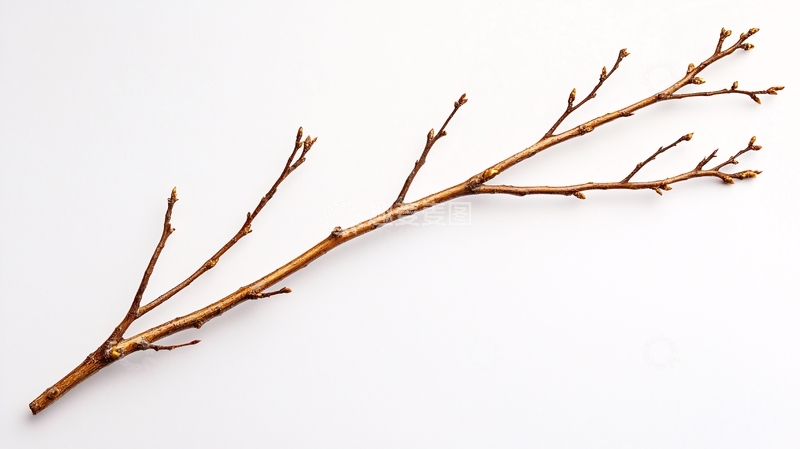高清大图下载【趣麦麦图】-干枯树枝自然背景