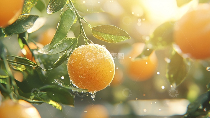 高清大图下载【趣麦麦图】阳光下的橘子挂满枝头