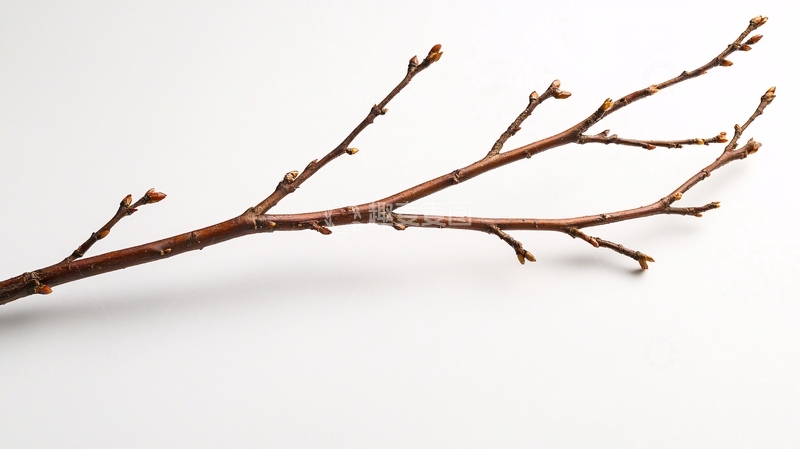 高清大图下载【趣麦麦图】树枝芽苞自然背景