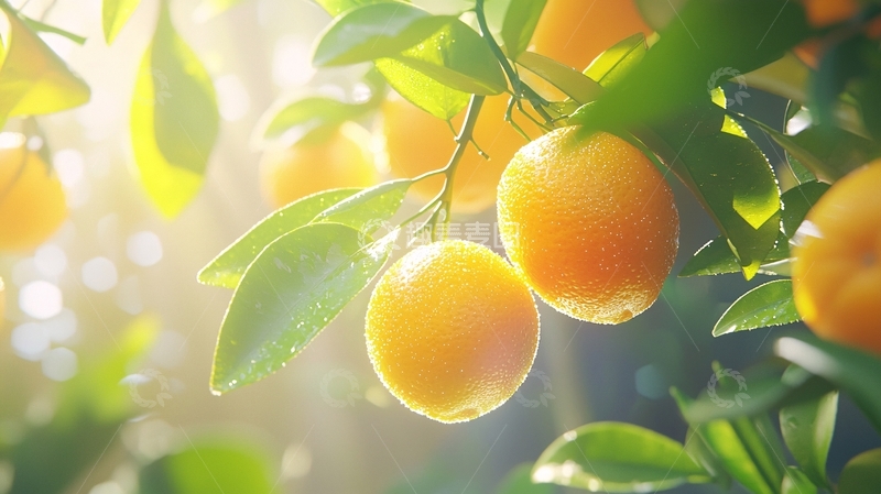 高清大图下载【趣麦麦图】阳光下的橘子树