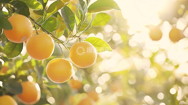 高清大图下载【趣麦麦图】阳光下的橘子树