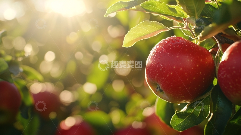 高清大图下载【趣麦麦图】阳光下的红苹果