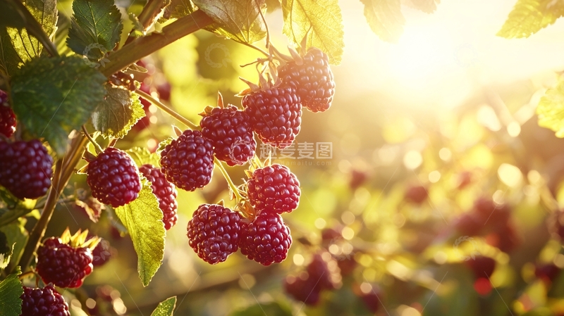 高清大图下载【趣麦麦图】阳光下的红莓果实