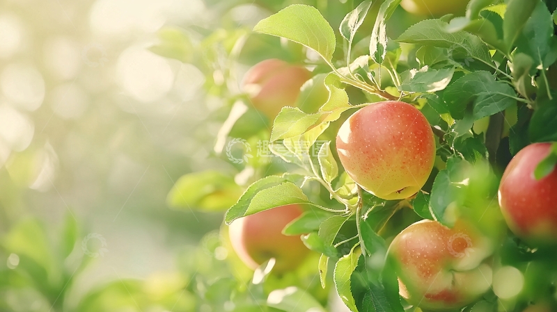 高清大图下载【趣麦麦图】阳光下的苹果树