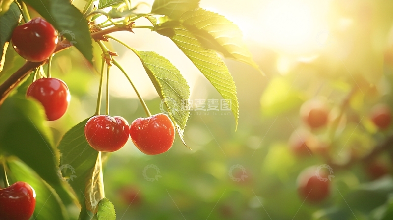 高清大图下载【趣麦麦图】阳光下的樱桃树