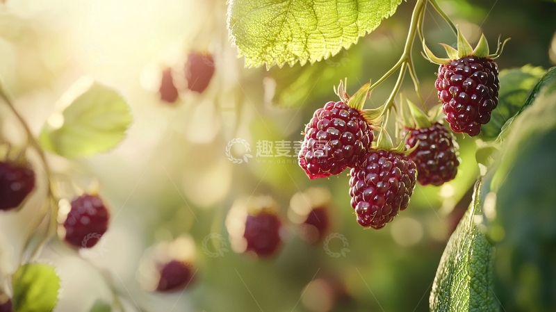 高清大图下载【趣麦麦图】阳光下的黑莓果实
