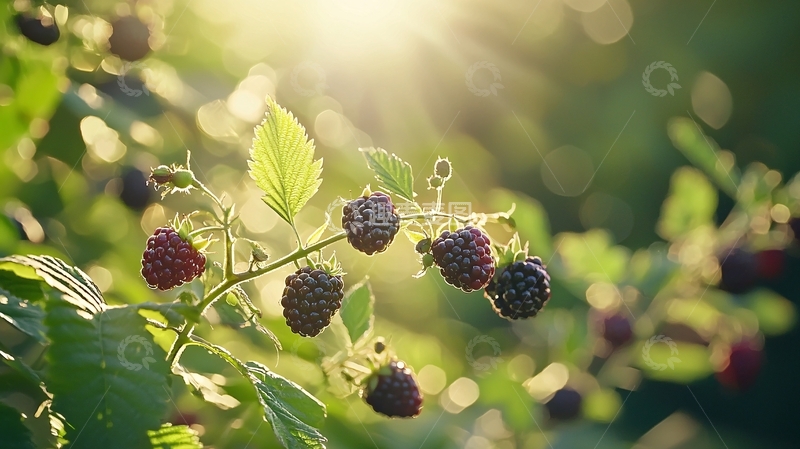 高清大图下载【趣麦麦图】阳光下的黑莓果实