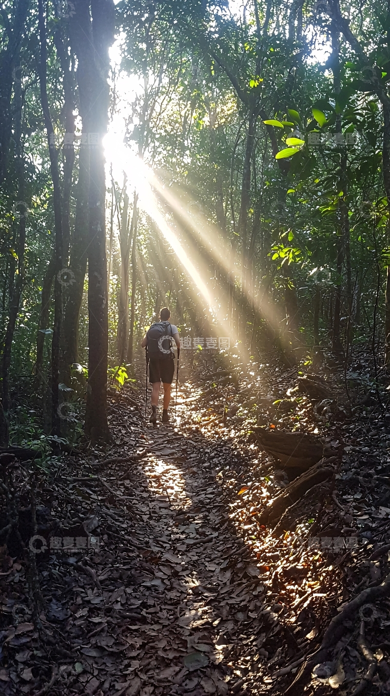 高清大图下载【趣麦麦图】森林中的阳光小径徒步旅行