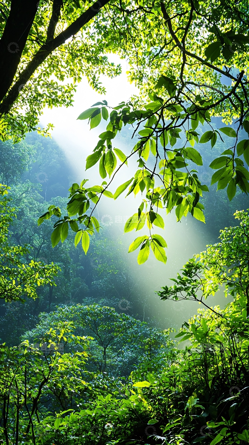 高清大图下载【趣麦麦图】阳光穿透森林树叶